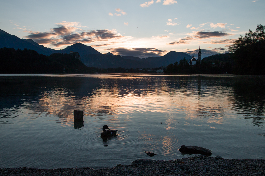 Bled